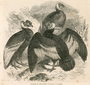 Condors aux Surrey Zoological Gardens, Londres - English School