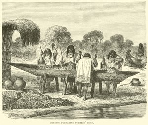 Conibos préparant des œufs de tortue - English School
