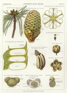 Conifères, organes mâles