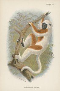 Le Sifaka de Coquerel