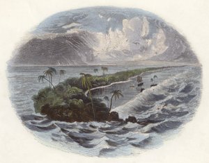 Récifs coralliens (gravure en couleur) - English School