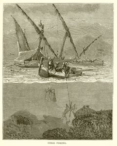 Pêche au corail