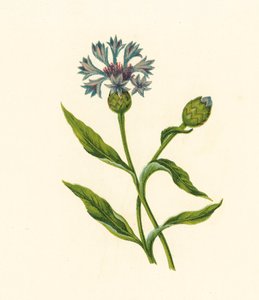 Bleuet, Centaurea Cyanus