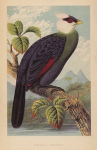 Corythaix Leucolopha - English School