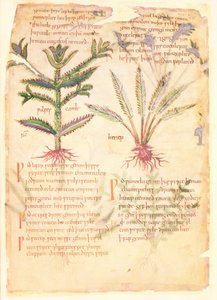 Illustrations des Wulfes Camb et Henep, de 