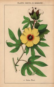 Plant de coton, avec fleur jaune et capsule de coton blanc, de "The Instructive Picturebook, or Lessons from the Vegetable World," [Charlotte Mary Yonge], Édimbourg - English School
