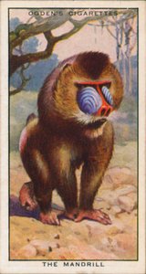Couleurs de la parade nuptiale, animaux, le mandrill (lithographie couleur) - English School