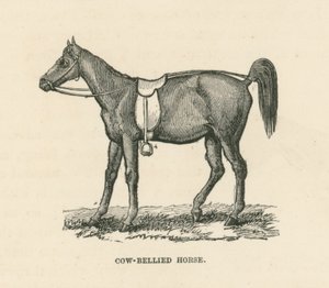 Cheval à ventre de vache (gravure) - English School