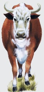 Vache - English School