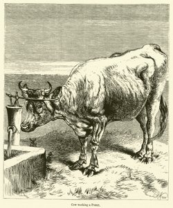Vache actionnant une pompe (gravure) - English School