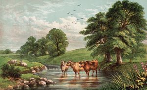 Vaches debout dans un ruisseau - English School