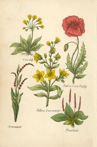 Primevère officinale, Coquelicot, Lysimaque jaune, Renouée poivre d
