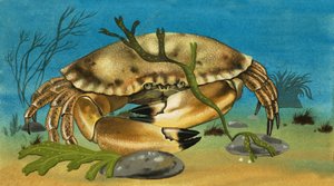 Crabe - English School