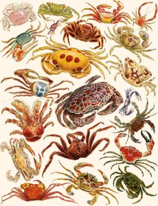 Crabes