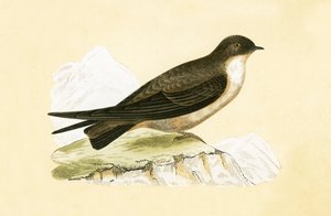 Hirondelle des falaises, illustration de 