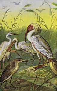 Grues, hérons et spatule (lithographie en couleur) - English School