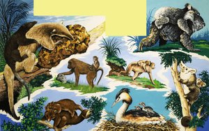 Créatures qui portent leurs petits - English School