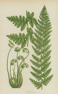 Fougère crêtée - English School