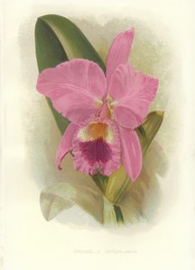 Cattleya cramoisi - English School