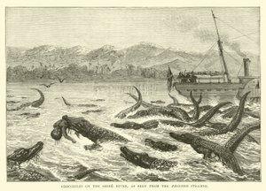 Crocodiles sur la Rivière Shire, vus depuis le Steamer Pioneer - English School