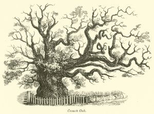 Chêne de Crouch - English School