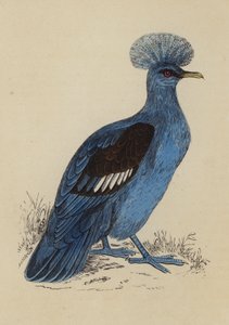 Pigeon couronné