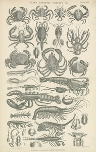 Crustacés (gravure)