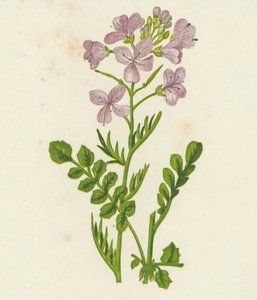 Cardamine des prés, Cardamine Pratensis - English School