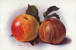 Pommes culinaires - English School