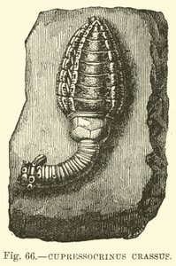Cupressocrinus crassus - English School
