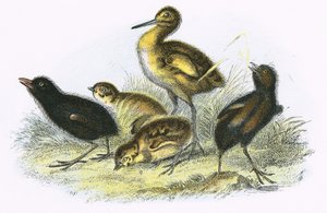Courlis, râle de terre, perdrix et poule d
