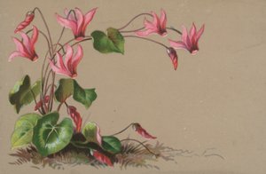 Cyclamen - English School