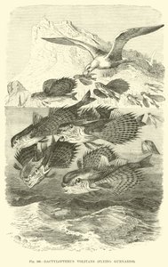Dactylopterus Volitans, grondins volants - English School