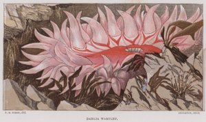 Dahlia Verruqueux
