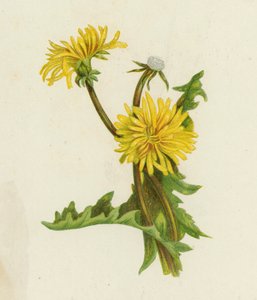 Pissenlit, Leontodon Taraxacum - English School