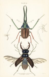 Coléoptère de Darwin, cerf-volant de Grant ou cerf-volant chilien, Chiasognathus grantii 1, et cerf-volant européen, Lucanus cervus 2 - English School