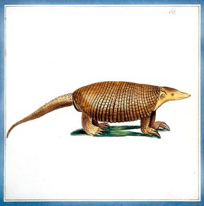 Dasypus armadillo, vers 1810