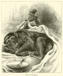 Mort du Chimpanzé - English School