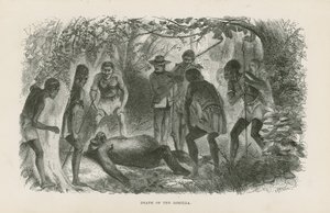 Mort du gorille