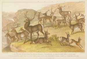 Cerfs - English School
