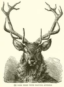 Tête de cerf avec des bois matures - English School