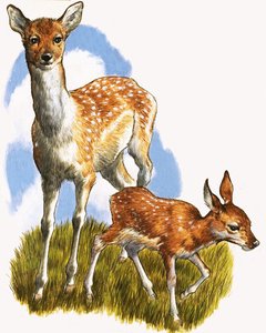 Cerf et poulain