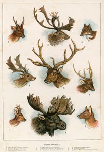Famille de cerfs