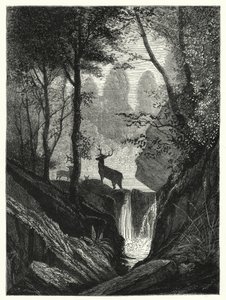 Cerfs dans la forêt (gravure) - English School