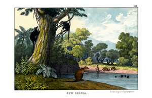 Dendrolagus et Hypsiprymnus