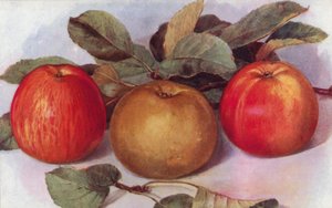 Pommes de Dessert (lithographie en couleur) - English School