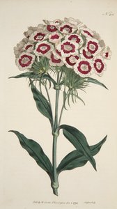 Dianthus Barbatus Bearded Pink, pub. 1792 gravure coloriée à la main