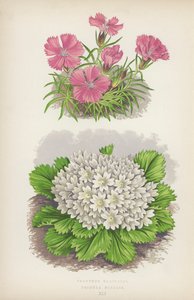 Dianthus Glacialis; Primula Nivalis - English School