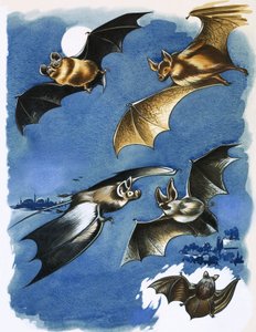 Différentes espèces de chauves-souris - English School