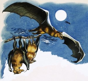 Différentes espèces de chauves-souris
